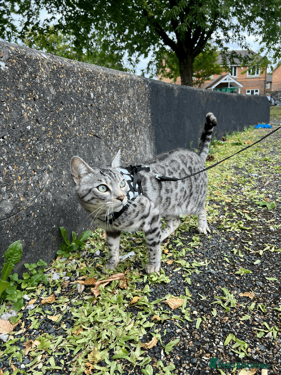 Bengal cats for sale: TICA Silver Bengal for sale - Image 13