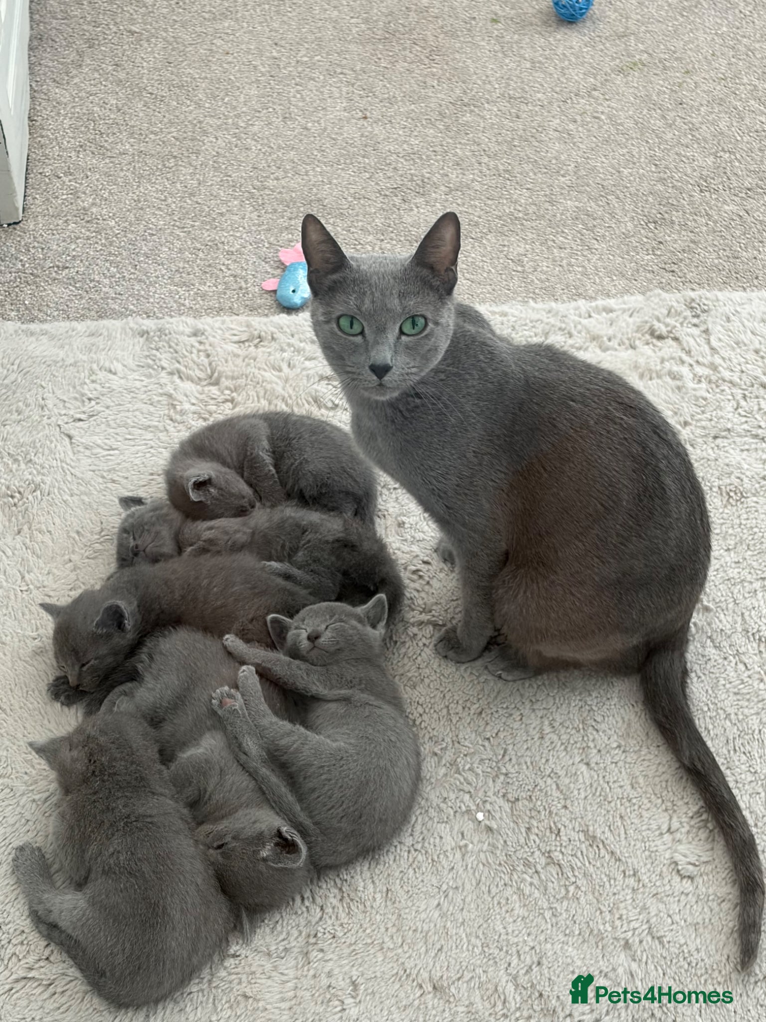 Russian Blue cats 6 Stunning GCCF Russian Blue Kittens 🐾  - Advert 5