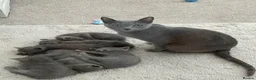 Russian Blue cats for sale: 6 Stunning GCCF Russian Blue Kittens 🐾  - Advert 13