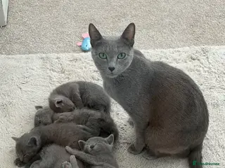 Russian Blue cats 6 Stunning GCCF Russian Blue Kittens 🐾 - Advert 5