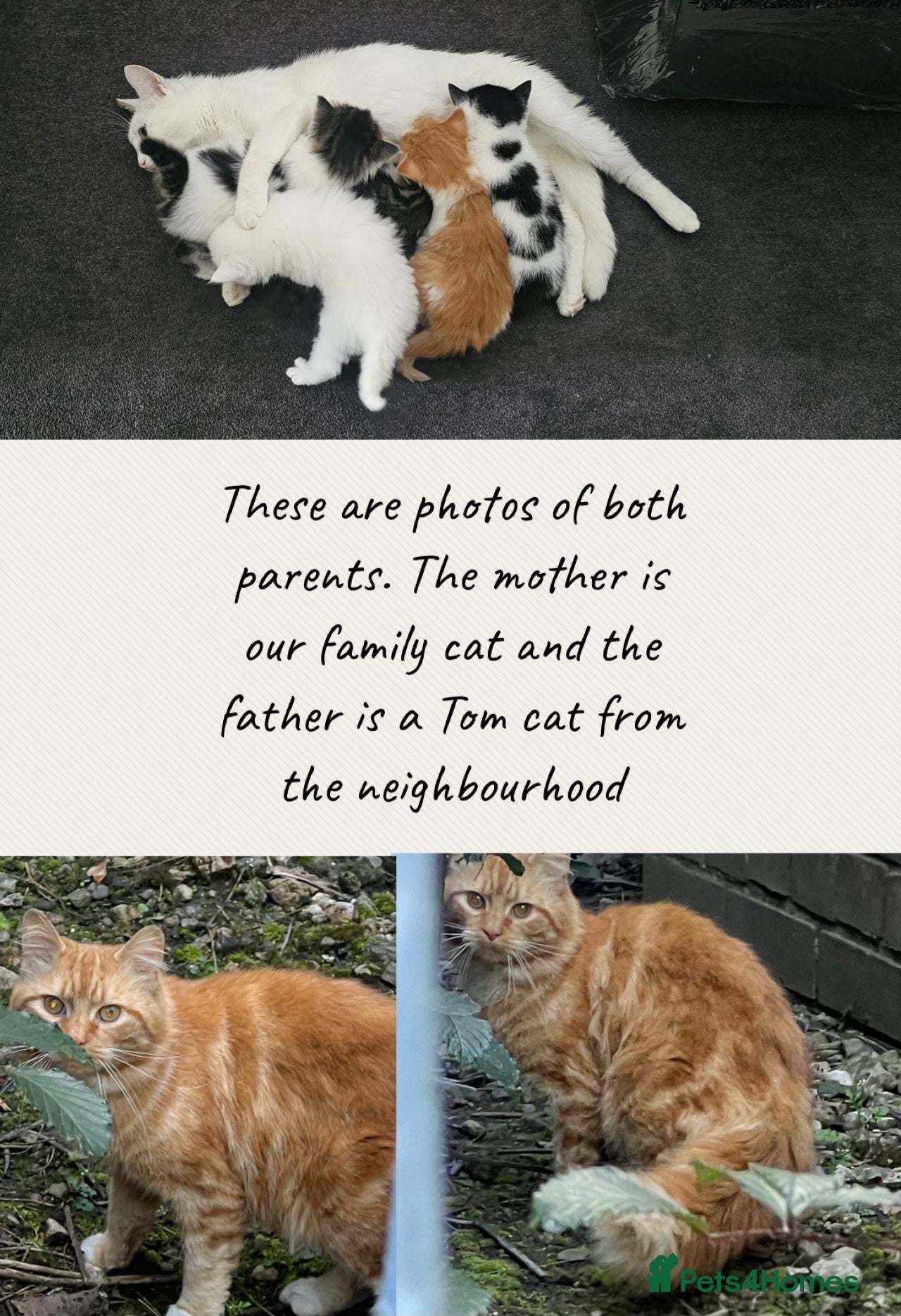 Mixed Breed cats Litter of 5 adorable kittens  - Advert 8