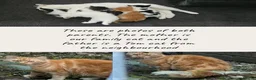 Mixed Breed cats for sale: MAINE COON X AMERICAN SHORT HAIR - Advert 1