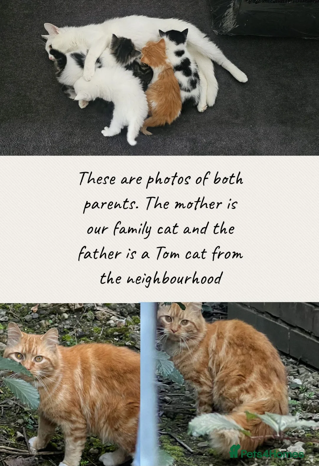 Mixed Breed cats for sale: MAINE COON X AMERICAN SHORT HAIR - Advert 1