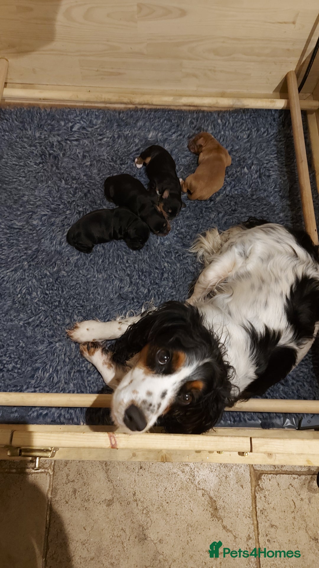Cocker Spaniel dogs for sale: KC Registered Working Cocker Puppies  - Advert 5