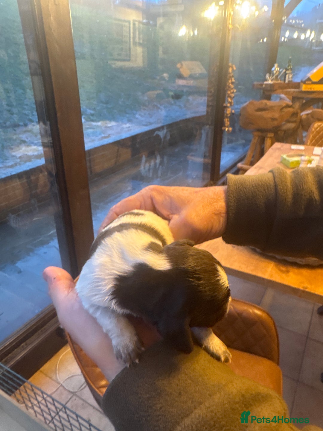 Sprocker dogs for sale: Sprocker puppies for sale - Advert 9