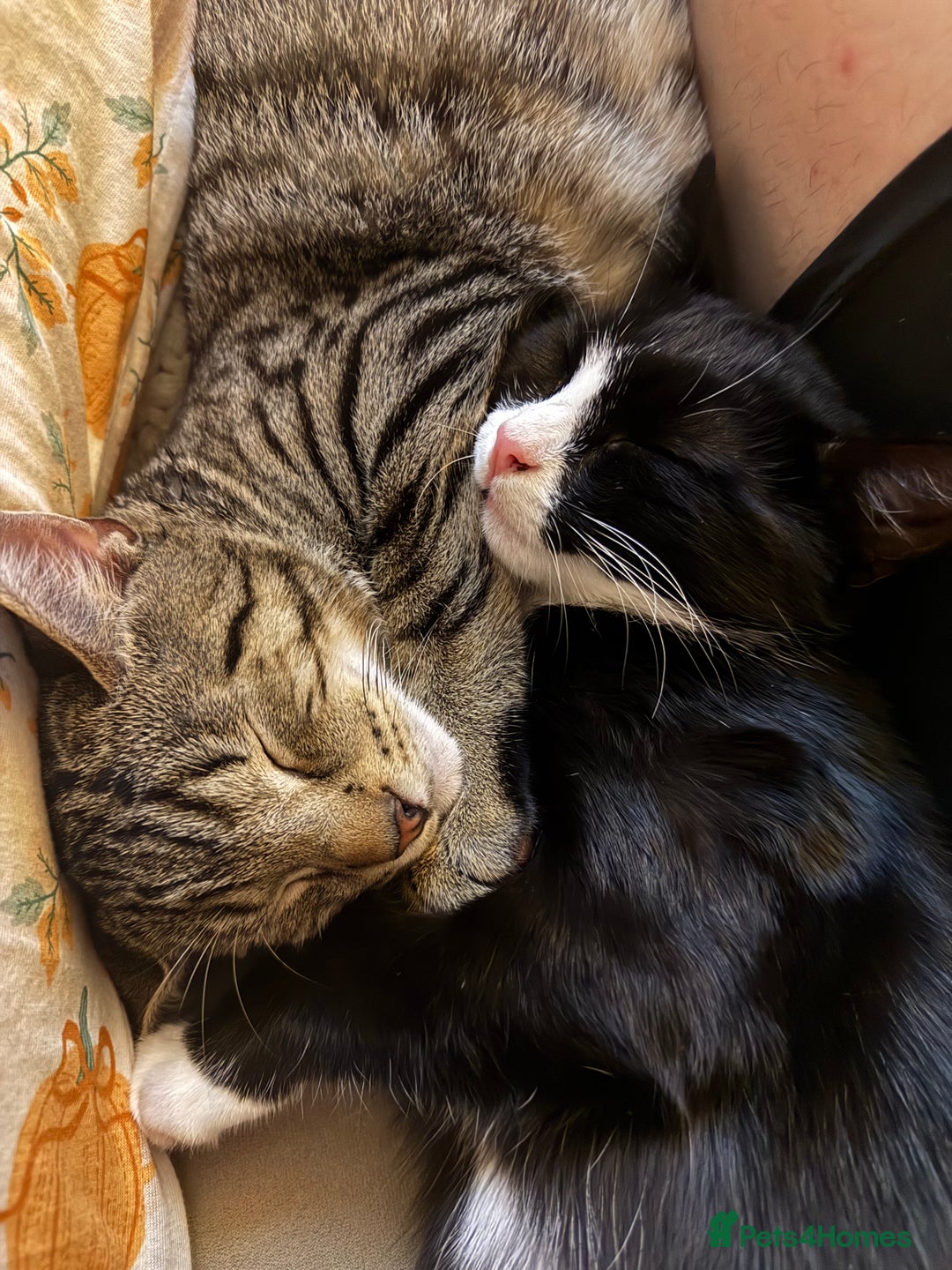 British Shorthair cats for sale: Pair British short hair - Advert 1