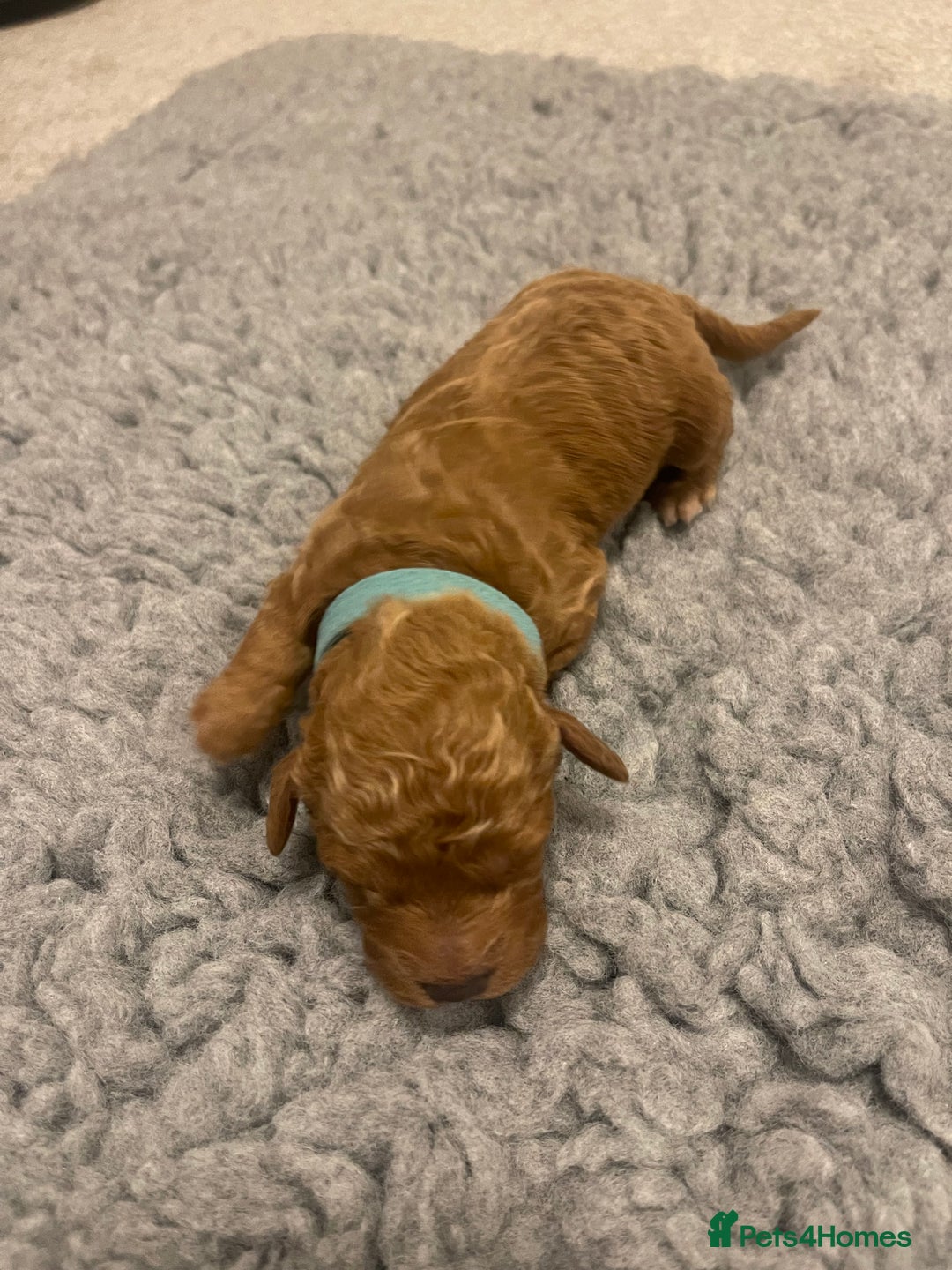 Poochon dogs for sale: Beautiful Poochon puppies for sale  - Advert 7