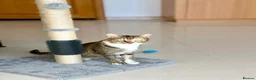 Arabian Mau cats for adoption: Mila is available for adoption  - Advert 4
