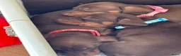 Miniature Dachshund dogs for sale: One beautiful female miniature dachshund puppy in Lincoln - Advert 4