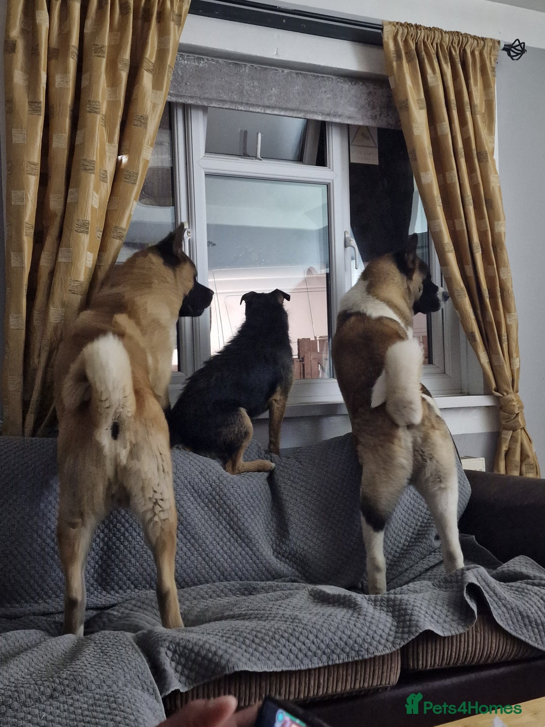 Akita dogs for sale: ✨🐕 Akita Brothers Seeking Their Forever Homes! 🐕 - Image 9