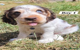Cocker Spaniel dogs for sale: Blue Roan Tan-Sable Cocker Spaniel– KC bloodline - Image 27