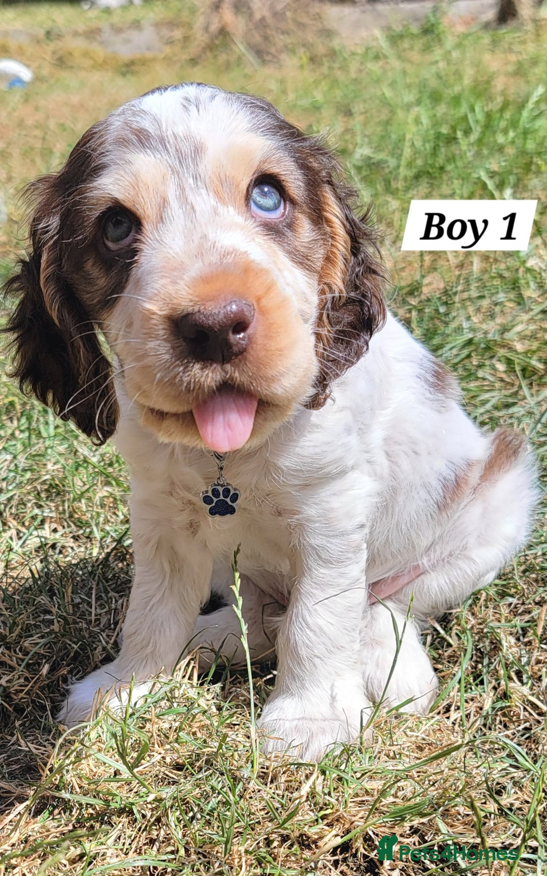 Cocker Spaniel dogs for sale: Blue Roan Tan-Sable Cocker Spaniel– KC bloodline - Image 27