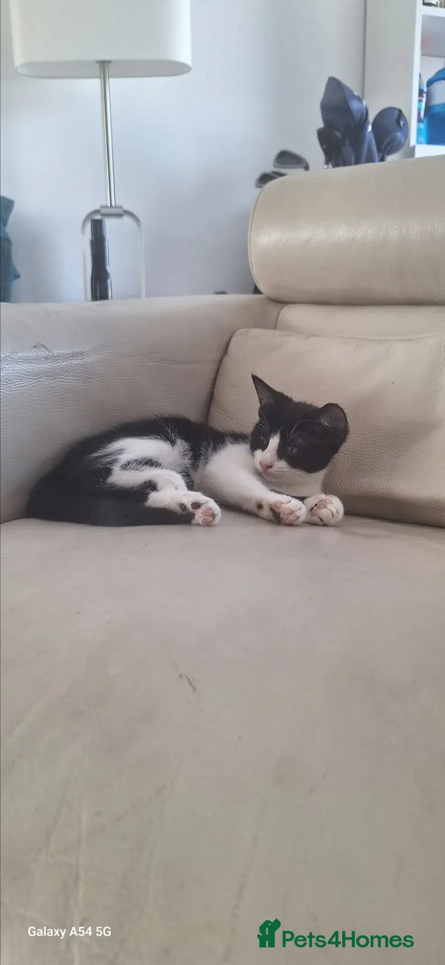 Mixed Breed cats Adorable Tuxedo Kittens available to Forever homes - Advert 8
