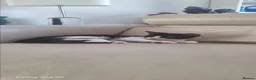 Mixed Breed cats for sale: Adorable Tuxedo Kittens available to Forever homes - Advert 3