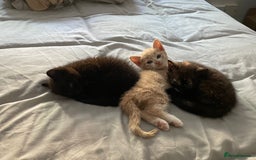 Domestic Shorthair cats for sale: Beautiful kittens are looking for forever homes! - Image 2