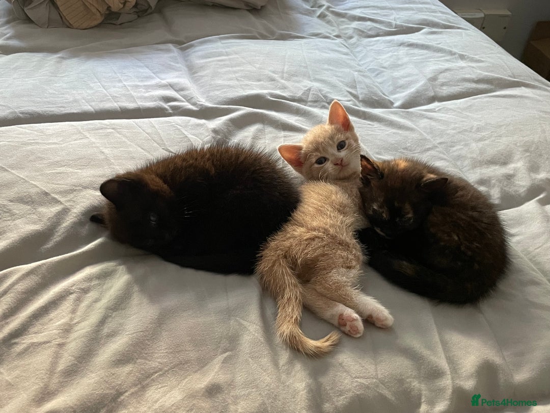 Domestic Shorthair cats for sale: Beautiful kittens are looking for forever homes! - Image 2