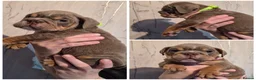 English Bulldog dogs for sale: Here i have a beautiful litter of English Bulldogs - Advert 12