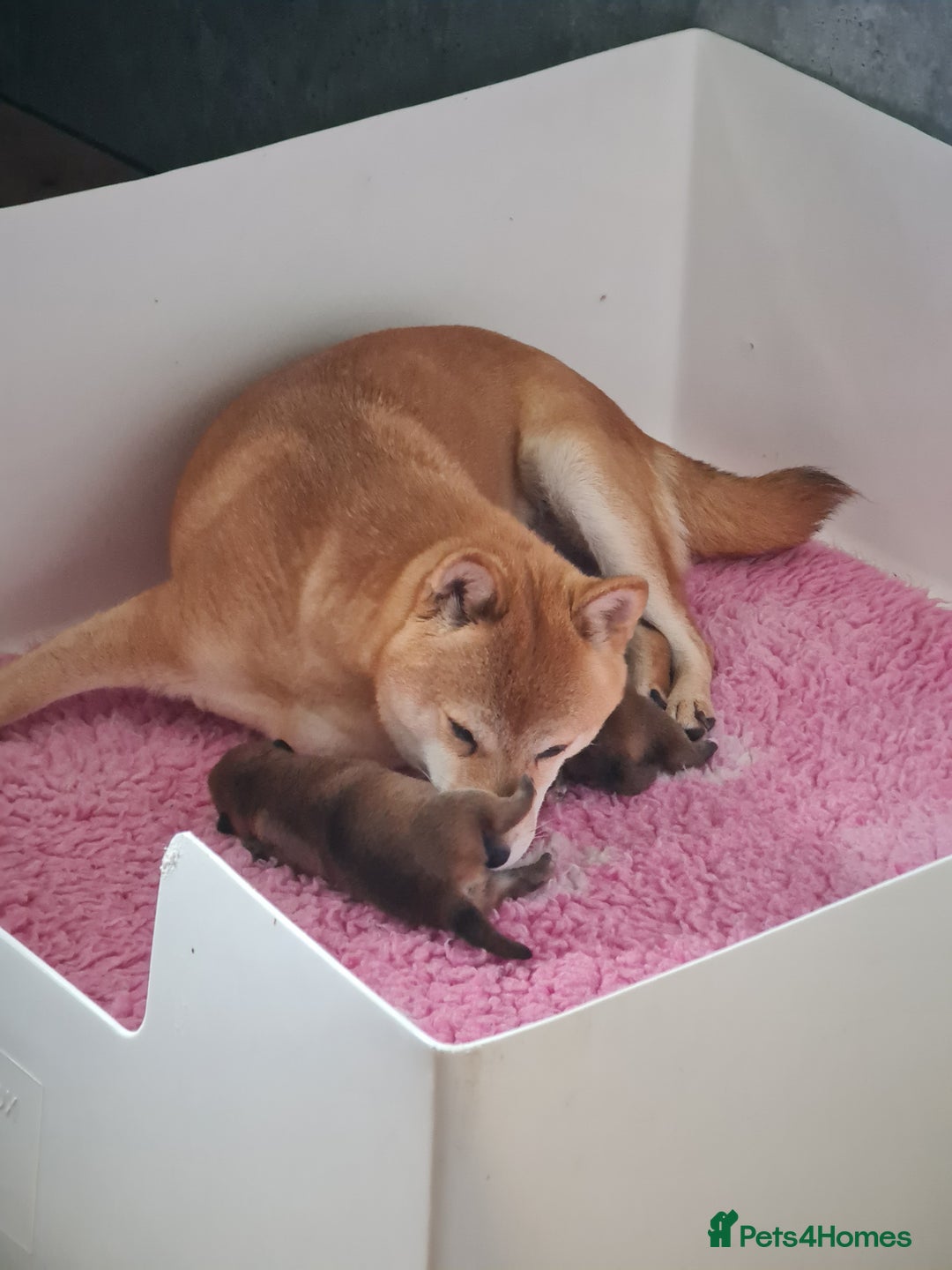 Japanese Shiba Inu dogs for sale: ❤️Shiba Inu – Red Female Puppy❤️ - Image 3