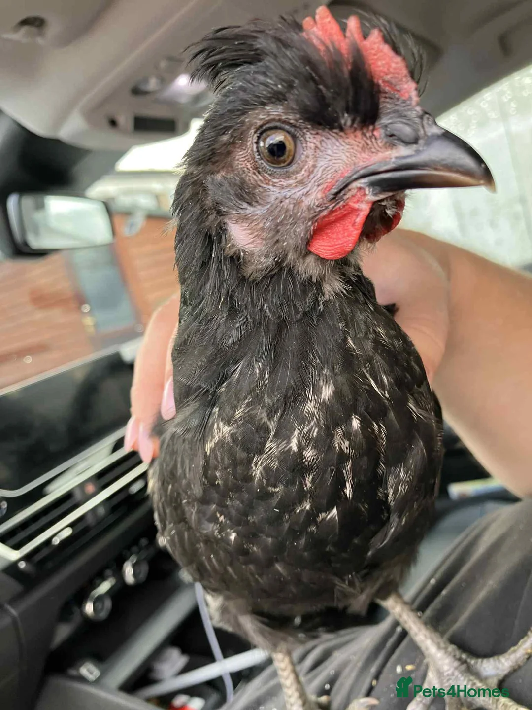 Mixed Breed birds for sale: URGENT HOME REQUIRED - Advert 4