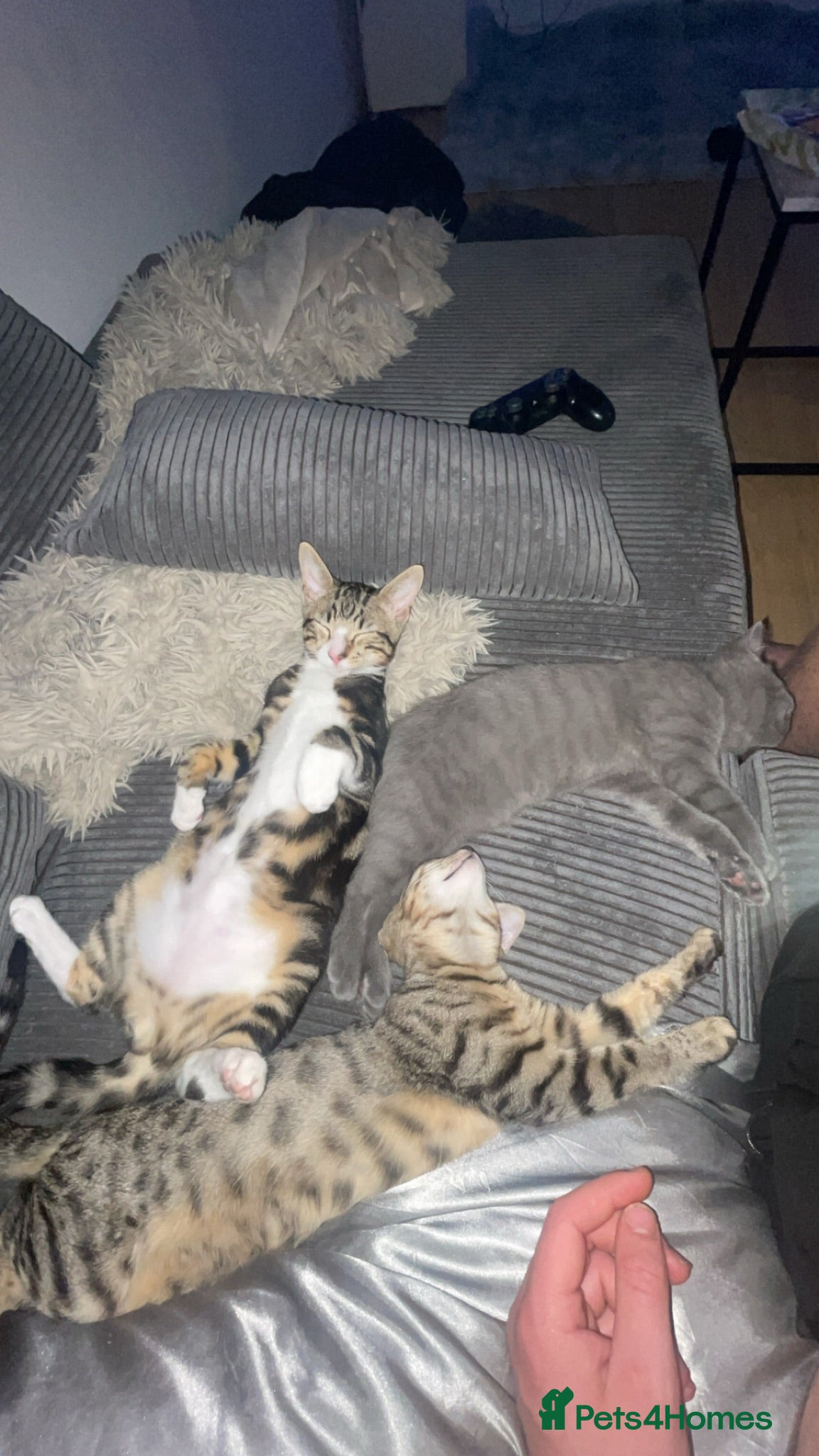 British Shorthair cats 1x British Shorthair| 2x Bengal Cats  - Advert 11