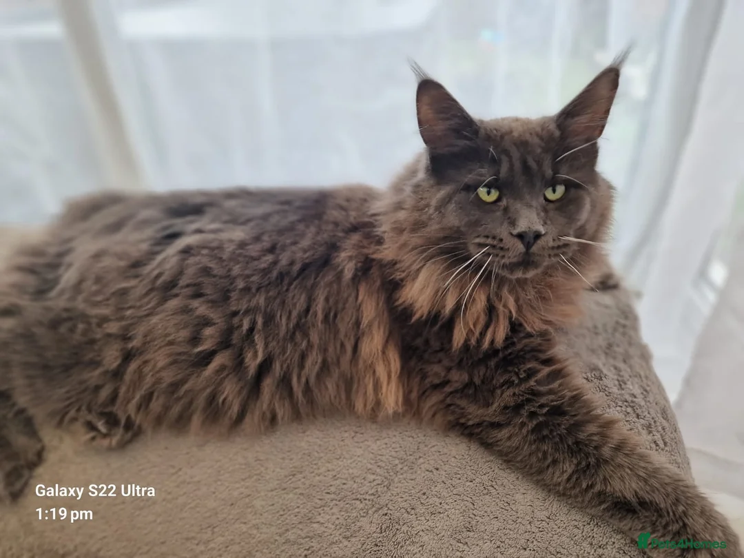 Maine Coon cats for sale: Gorgeous maincoon cross bengal baby girls - Advert 2