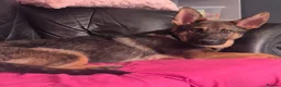 German Shepherd dogs for sale: Male sable german shepherd pup in Darwen - Advert 3