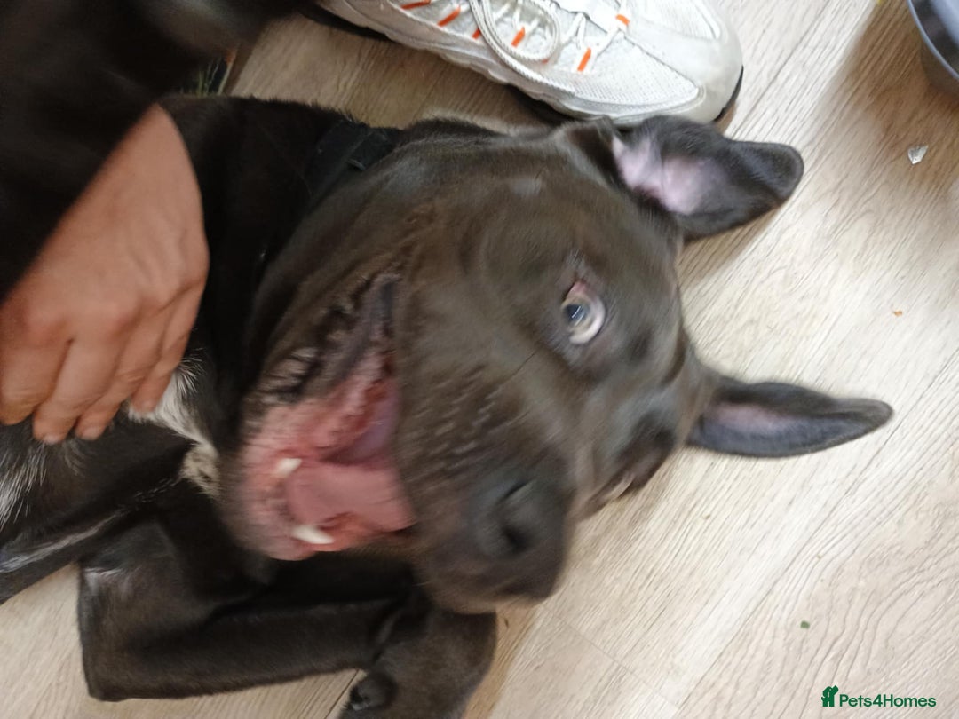 Cane Corso dogs for sale: Male cane corso  - Image 3
