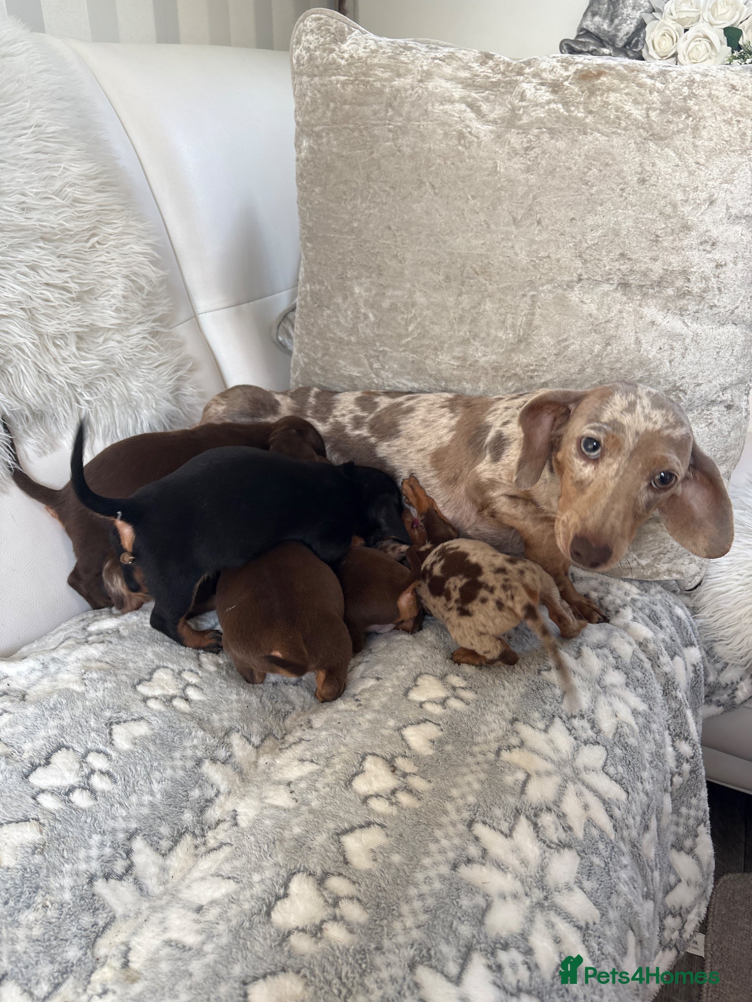 Miniature Dachshund dogs Miniature dachshund puppies  - Advert 1