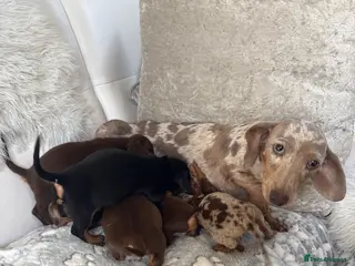Miniature Dachshund dogs Miniature dachshund puppies - Advert 1