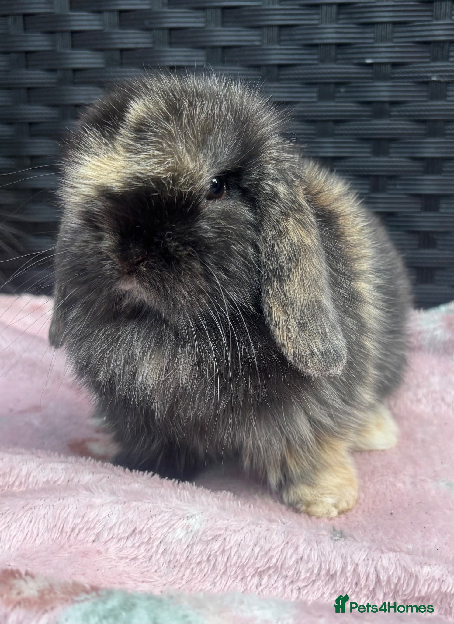 Mini Lop rabbits Pure bred baby pedigreed mini lops  - Advert 2