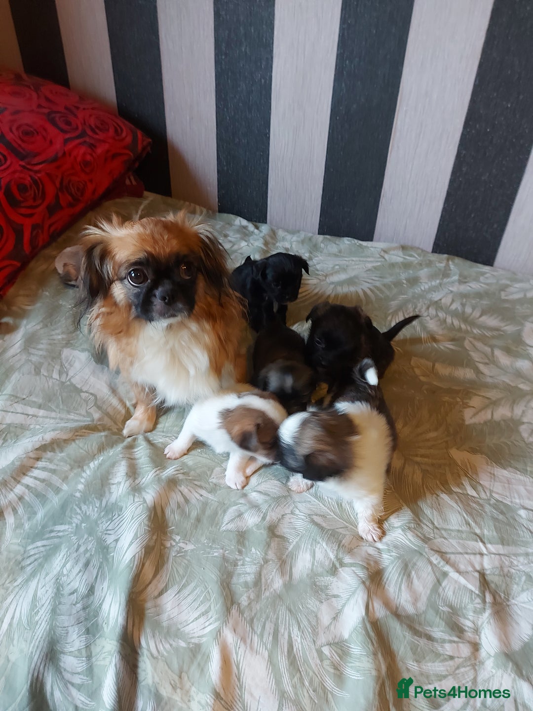 Mixed Breed dogs for sale: Our little additions  - Advert 4