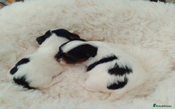 Biewer Terrier dogs for sale: 4 Beautiful BIEWER TERRIERS for Sale - Image 3