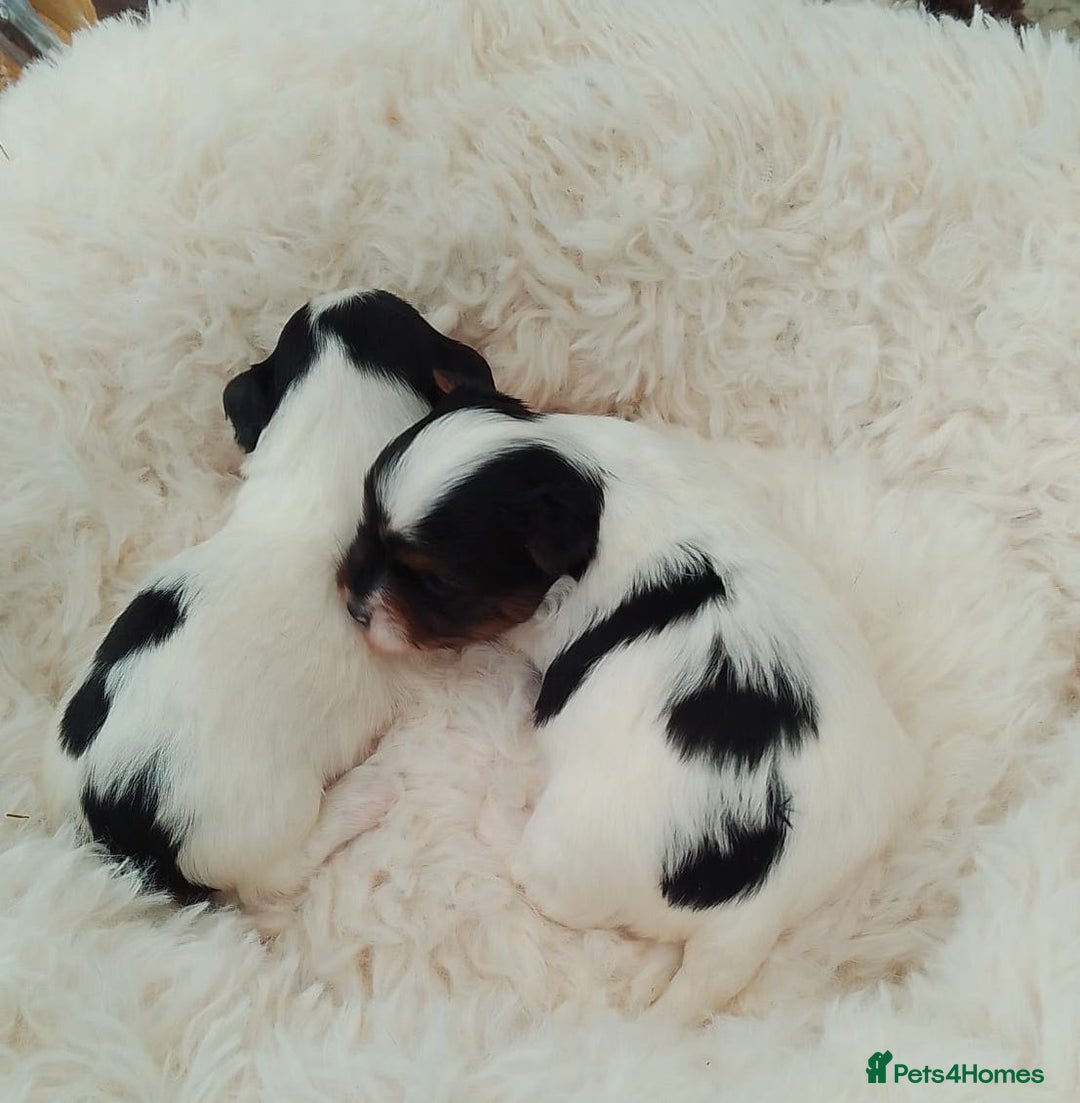 Biewer Terrier dogs for sale: 4 Beautiful BIEWER TERRIERS for Sale - Image 3