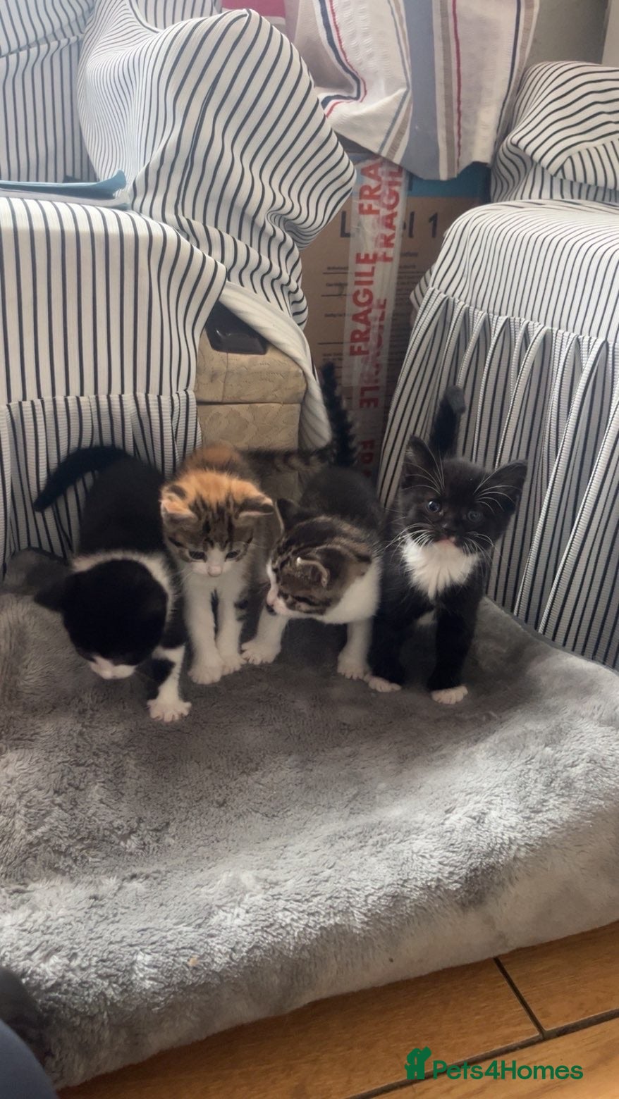 Mixed Breed cats beautiful kittens ready for a welcoming home - Advert 2