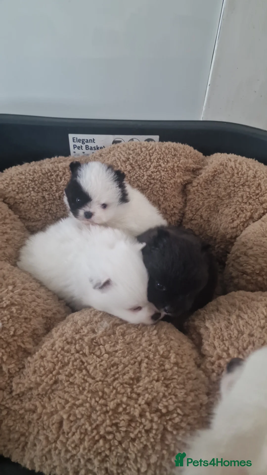 Mixed Breed dogs for sale: 3/4 Pomeranian x 1/4 pekingnese lovely Temperment  - Advert 2