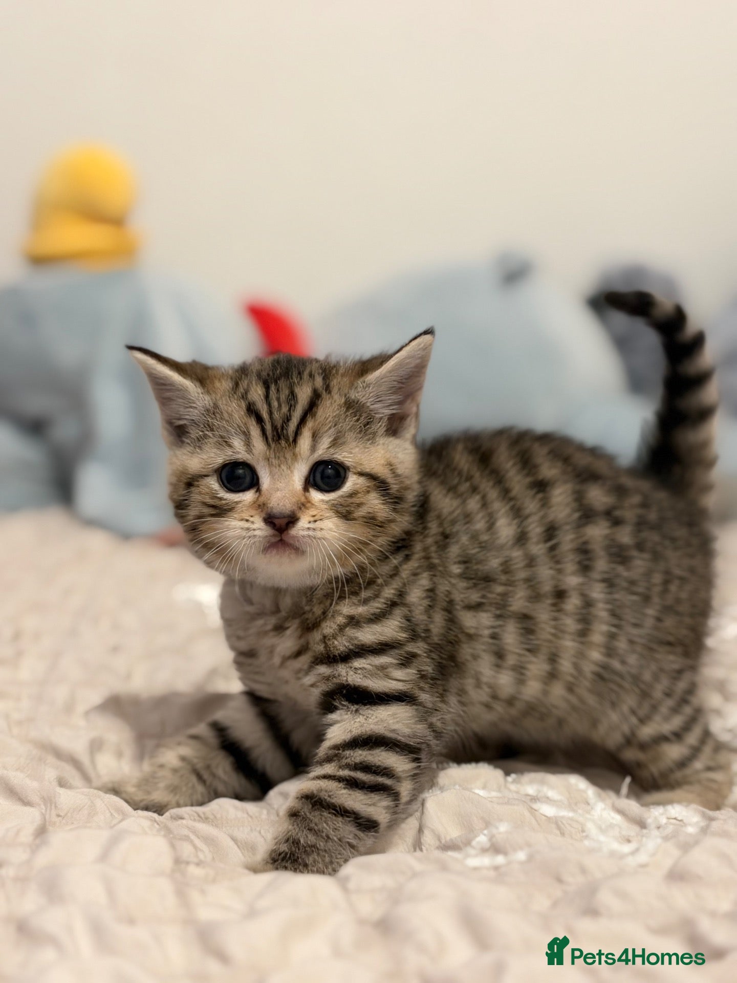 British Shorthair cats for sale: Beautiful British-shorthair kittens - Advert 1