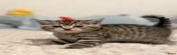 British Shorthair cats for sale: Beautiful British-shorthair kittens - Advert 1