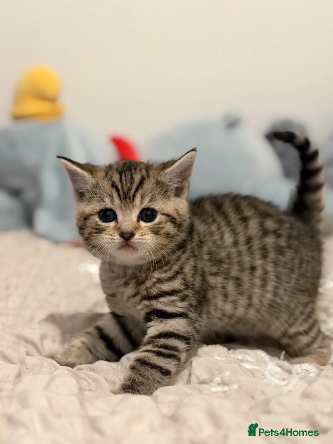 British Shorthair cats for sale: Beautiful British-shorthair kittens - Advert 1