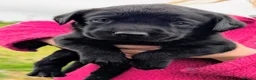 Labrador Retriever dogs for sale: Fully Health Tested/RKC Labrador Pups - Ready May - Advert 7