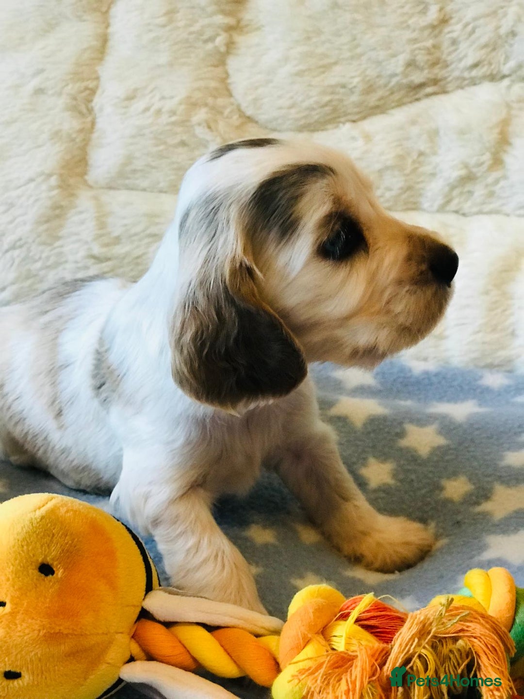 Cocker Spaniel dogs for sale: Show Type Health Tested, KC Reg puppies  - Image 7
