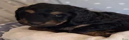 Mixed Breed dogs for sale: Rottweiler / Rottidoodle puppies - Advert 4