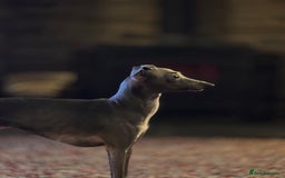 Italian Greyhound dogs for sale: Pedigree KC Reg Italian Greyhounds Champion lines in Durham - Image 22