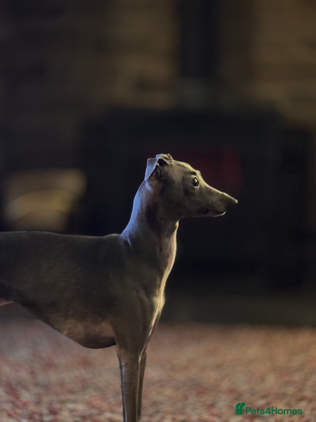 Italian Greyhound dogs for sale: Pedigree KC Reg Italian Greyhounds Champion lines in Durham - Image 22