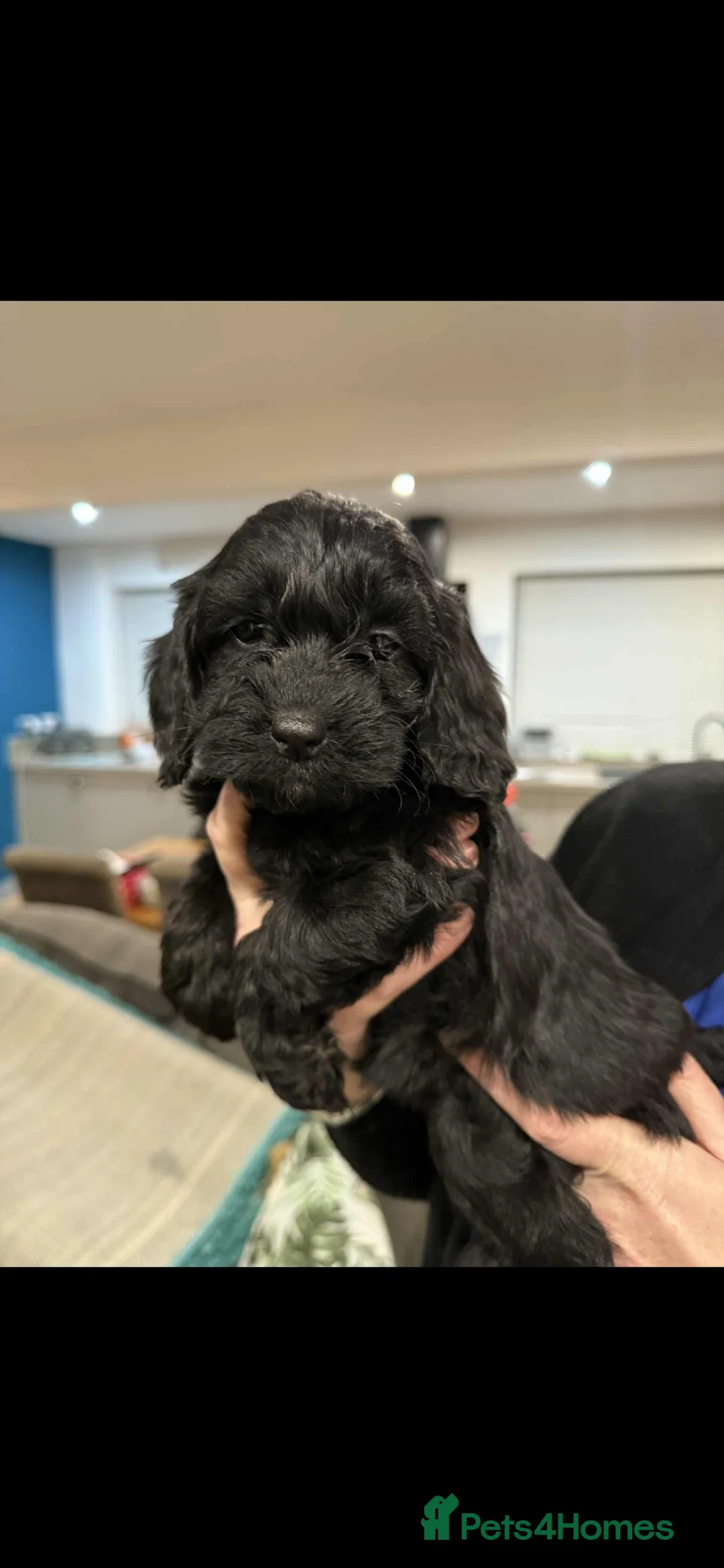 Cockapoo dogs for sale: Adorable F1 cockapoo puppies for sale - Advert 15