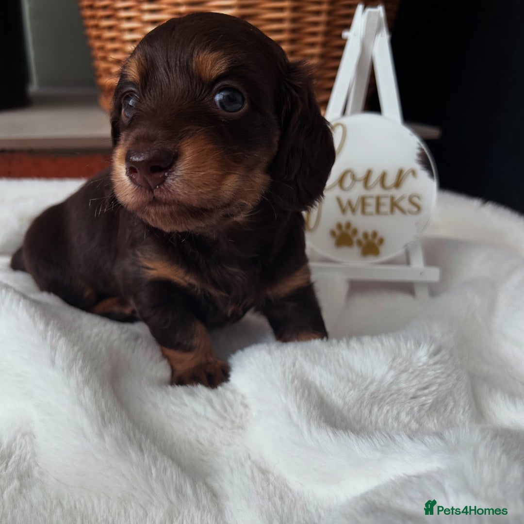 Miniature Dachshund dogs for sale: 🤍🐾🐻 READY TO GO 1ST SEPTEMBER 🐻🐾🤍 - Image 3