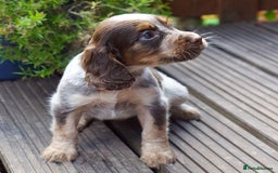 Cocker Spaniel dogs for sale: Beautiful KC Registered Cocker Spaniel Puppies  - Image 11