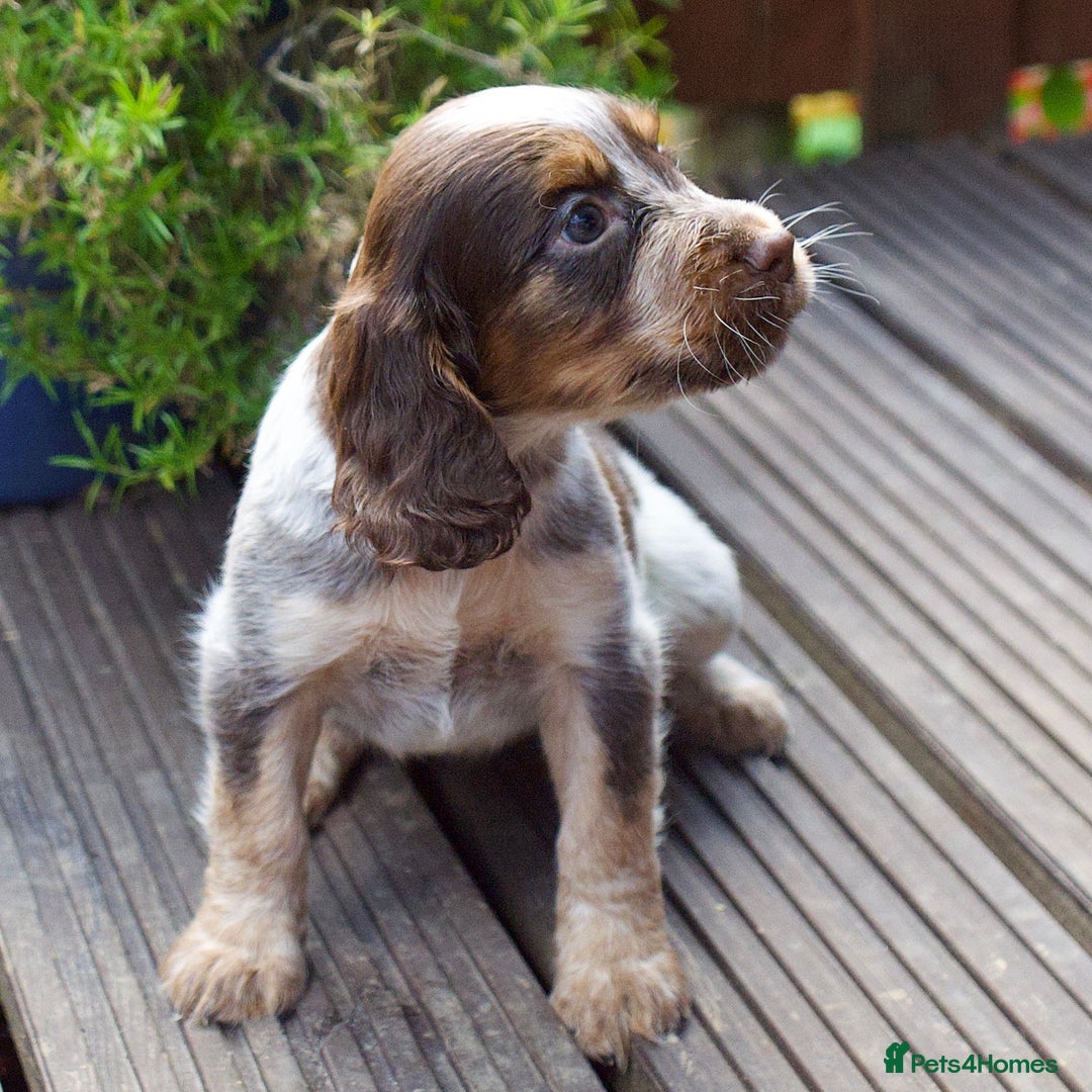 Cocker Spaniel dogs for sale: Beautiful KC Registered Cocker Spaniel Puppies  - Image 11