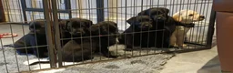 Labrador Retriever dogs for sale: Beautiful litter of labrador pups - Advert 13