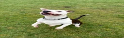 American Bulldog dogs for sale: American bulldog male 4.5 years old  - Advert 3