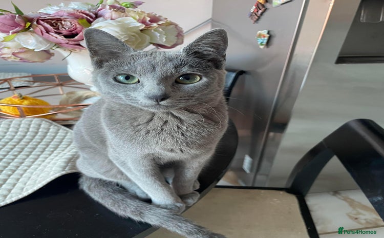 Russian Blue cats - Advert 4